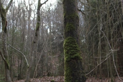Wellin2023_008